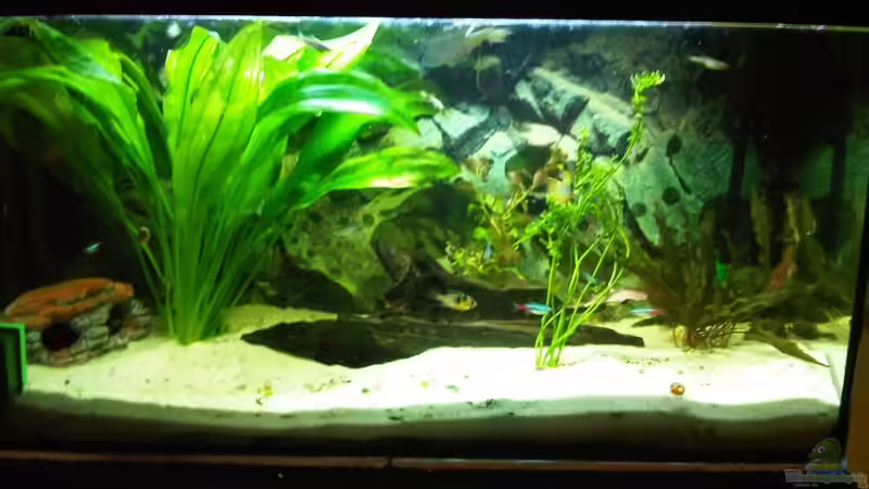 Aquarium Hauptansicht von Gesellschaftsbecken