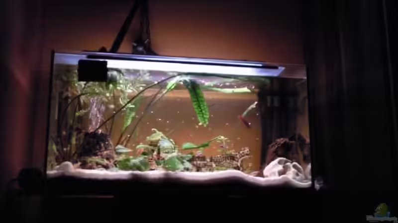Aquarium Hauptansicht von Gesellschaftsbecken