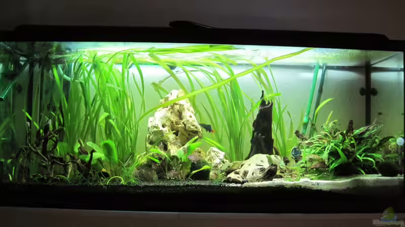 Aquarium Hauptansicht von Gesellschaftsbecken