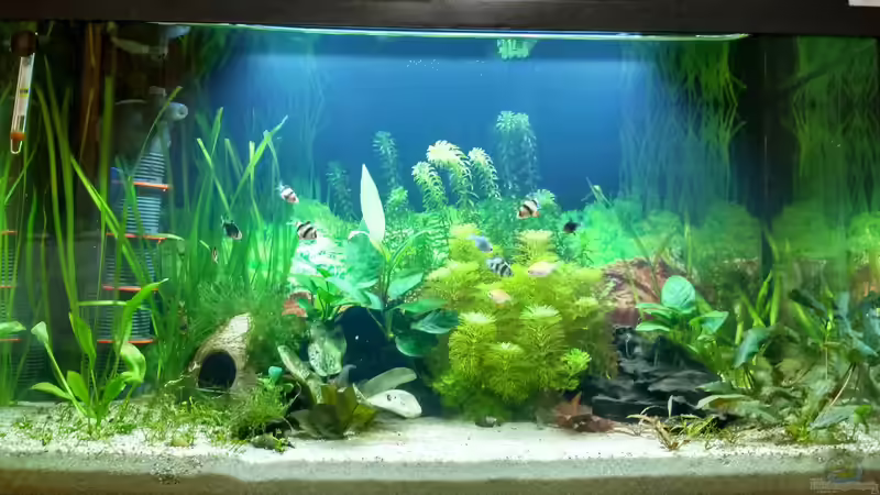 Aquarium Hauptansicht von Gesellschaftsbecken