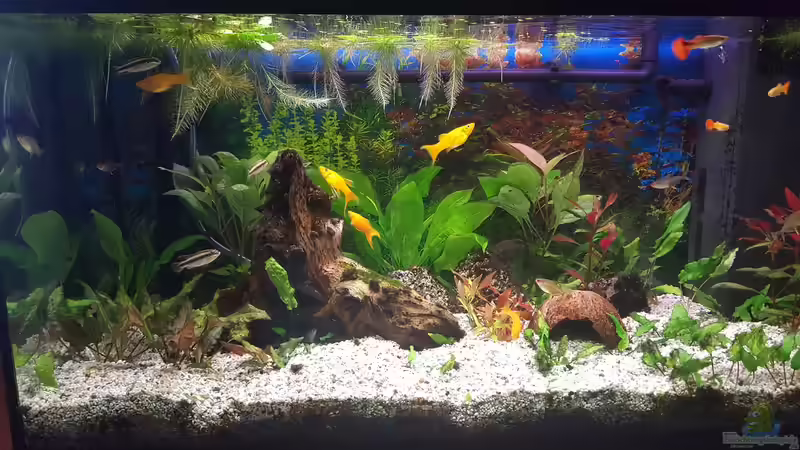 Aquarium Hauptansicht von Gesellschaftsbecken