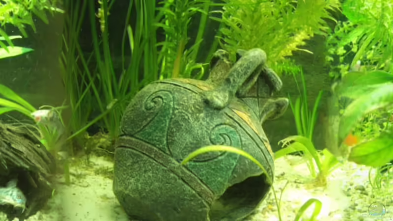 Aquarium Hauptansicht von GreenWorld