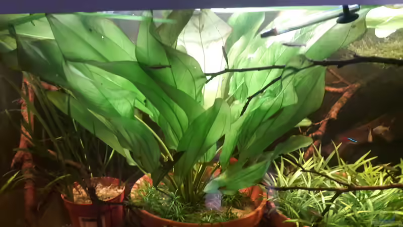 Aquarium Hauptansicht von Größenkompromiss (Provisorium)