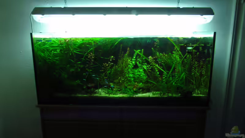 Aquarium Hauptansicht von Grünes Dickicht (~aufgelöst~)