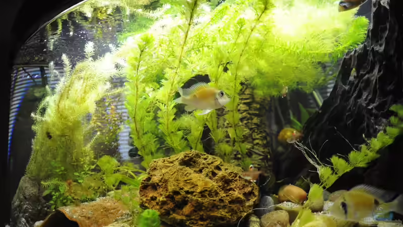 Aquarium Hauptansicht von Grünes Juwel