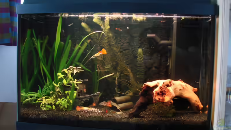 Aquarium Hauptansicht von Guppy Becken