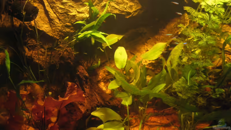 Aquarium Hauptansicht von Irgendwo im Amazonas