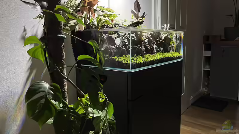Aquarium Hauptansicht von Jungle Ufer