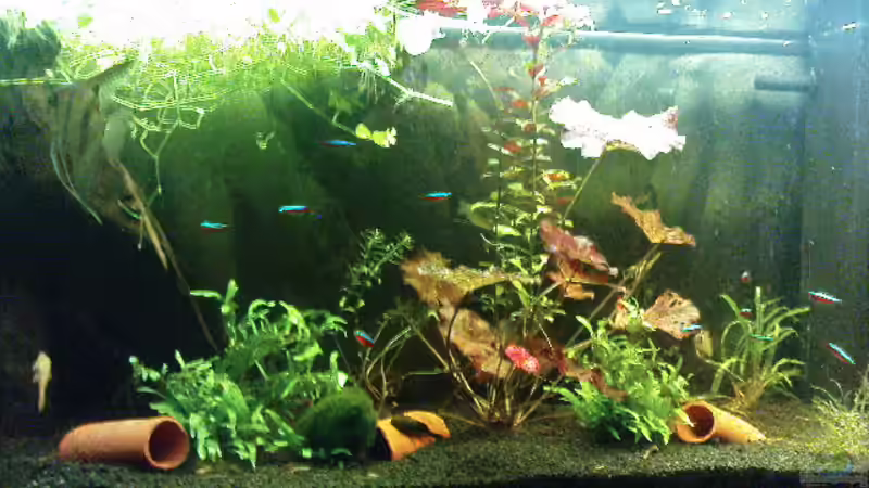 Aquarium Hauptansicht von Juwel-aquarium Rio 240