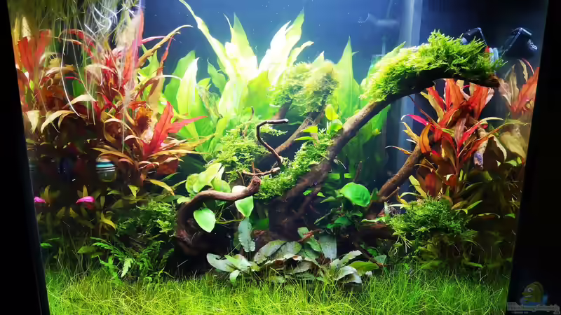 Aquarium Hauptansicht von Juwel Lido 120 - Amazonasbecken