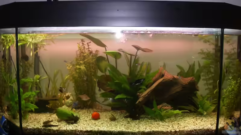 Aquarium Hauptansicht von Juwel Panorama 100