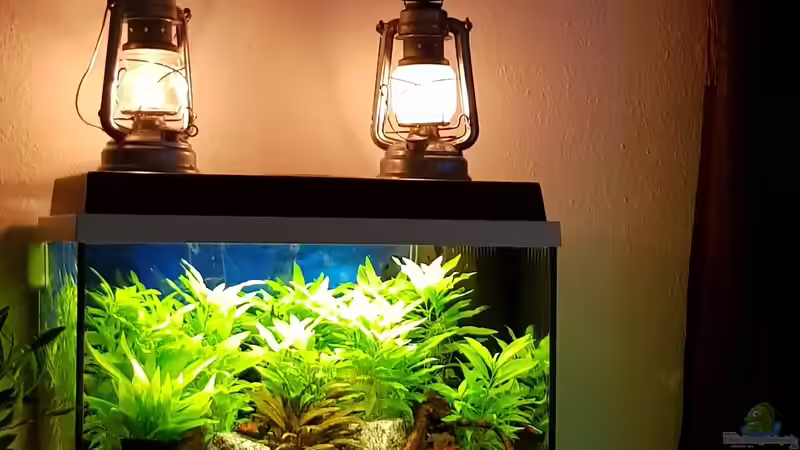 Aquarium Hauptansicht von Juwel primo 60 nur noch Beispiel