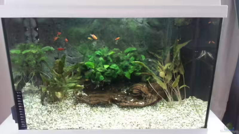 Aquarium Hauptansicht von JUWEL Rekord 700