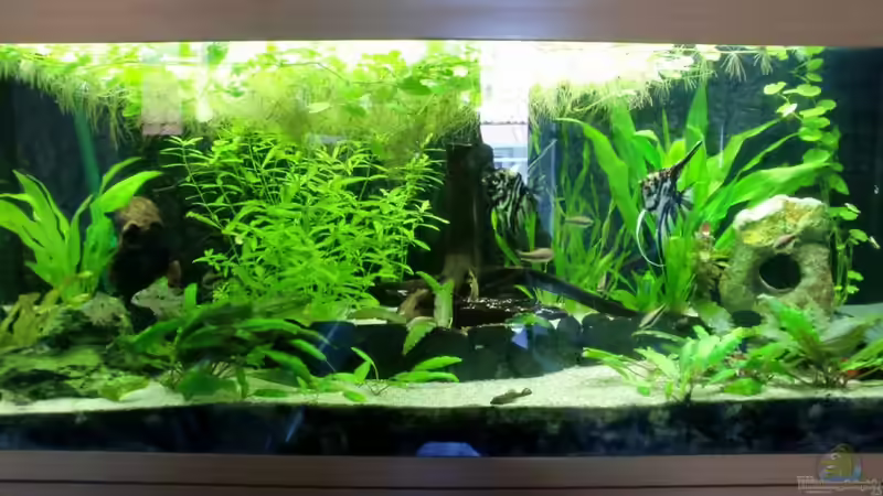 Aquarium Hauptansicht von Juwel Rio 240