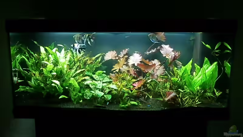 Aquarium Hauptansicht von Juwel Rio 400