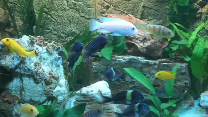 Aquarium Hauptansicht von Juwel Trigon 190 "MALAVI" CW