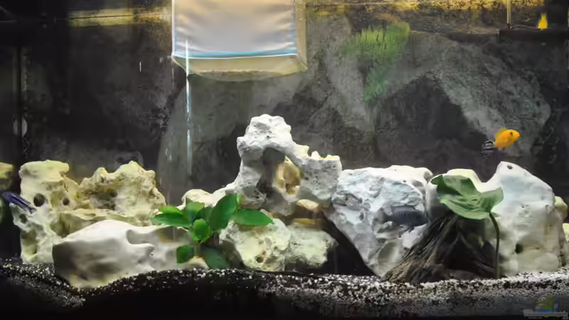Aquarium Hauptansicht von Juwel Vision 180