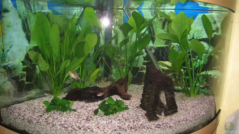 Aquarium Hauptansicht von Juwel