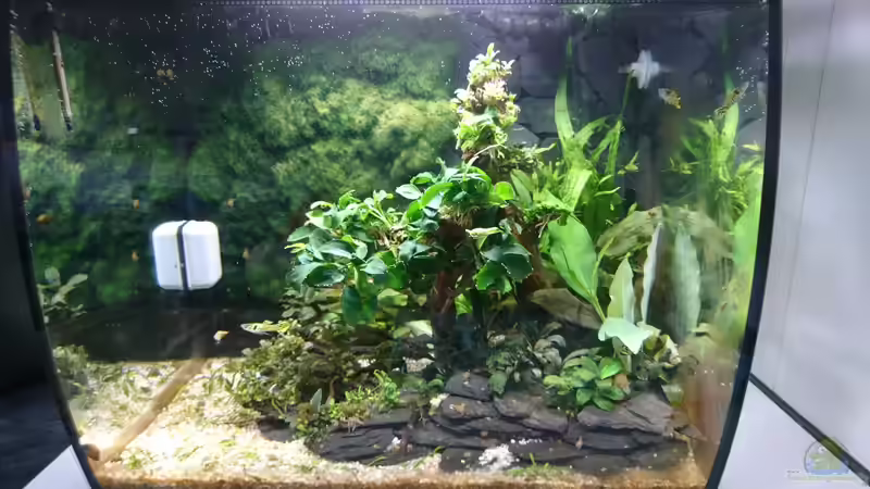 Aquarium Hauptansicht von Kampffisch Becken in der Küche