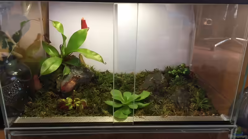 Aquarium Hauptansicht von Karnivoren