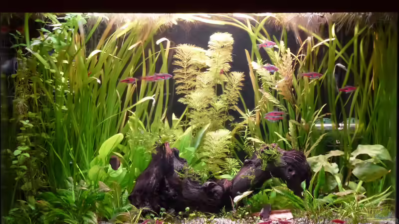 Aquarium Hauptansicht von Keilfleckbärblinge