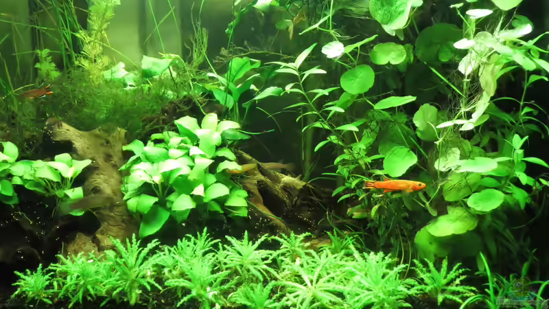 Aquarium Hauptansicht von Killifische mit Gesellschaft