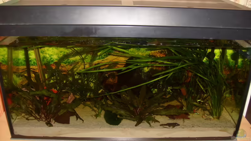 Aquarium Hauptansicht von kleines Gesellschaftsbecken