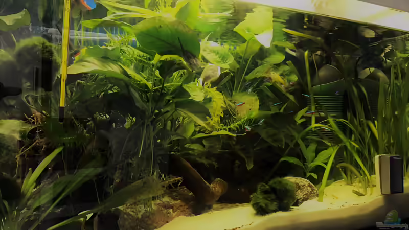 Aquarium Hauptansicht von kleines grün  (Becken wird aufgelöst)