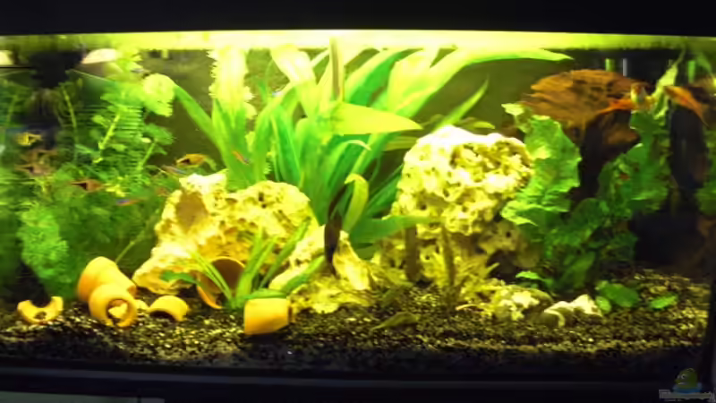 Aquarium Hauptansicht von kleines schwarzes