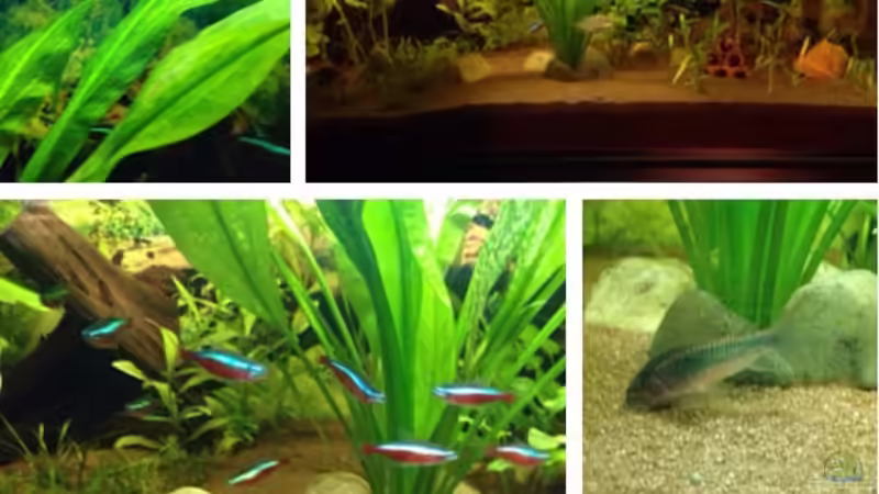 Aquarium Hauptansicht von Kleines Stück Südamerika