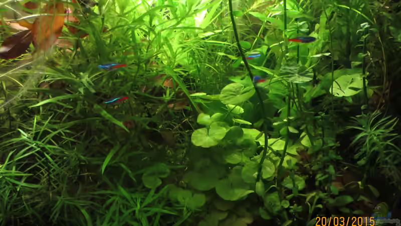 Aquarium Hauptansicht von Kleines Stück Südamerika