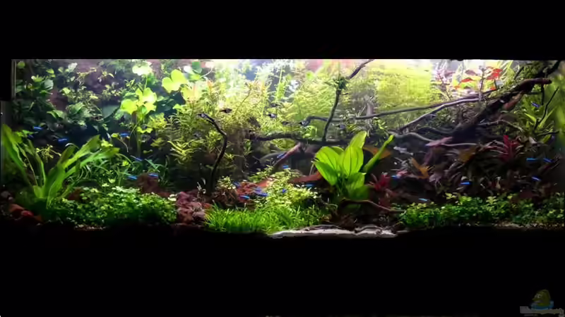 Aquarium Hauptansicht von Lavadschungel