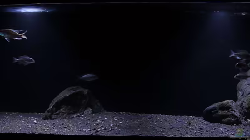 Aquarium Hauptansicht von Lethrinops Buddelkiste (nur noch als Beispiel)
