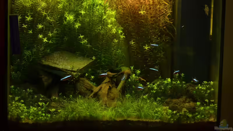 Aquarium Hauptansicht von Lido 120 weiss