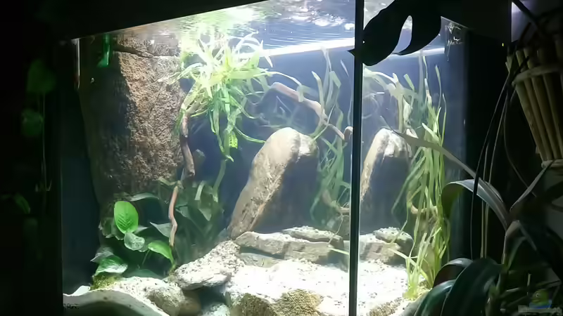 Aquarium Hauptansicht von Lido 200 in seiner Selbstfindungsphase