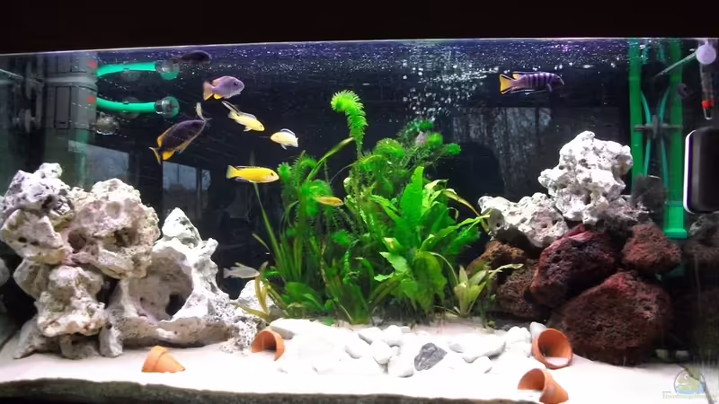 Aquarium Hauptansicht von Malawi Becken