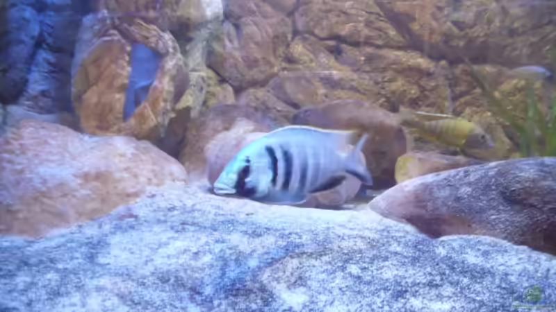 Aquarium Hauptansicht von Malawi Homezone / aufgelöst
