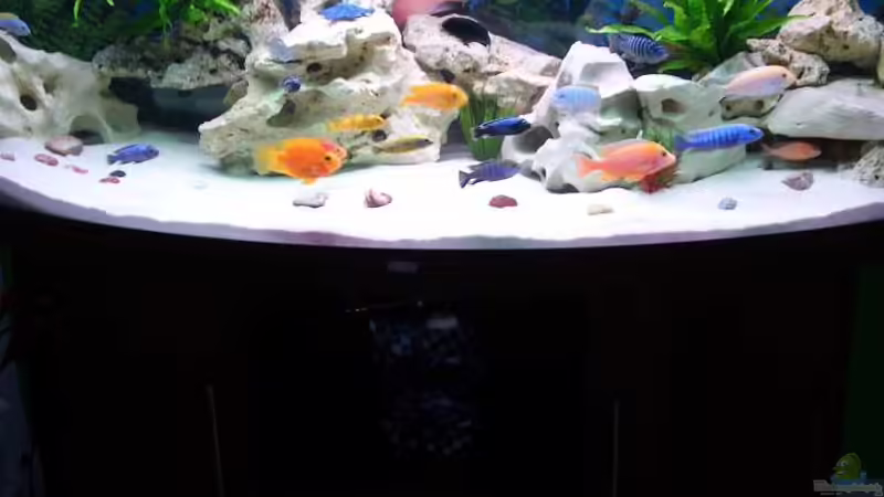 Aquarium Hauptansicht von Malawi Juwel