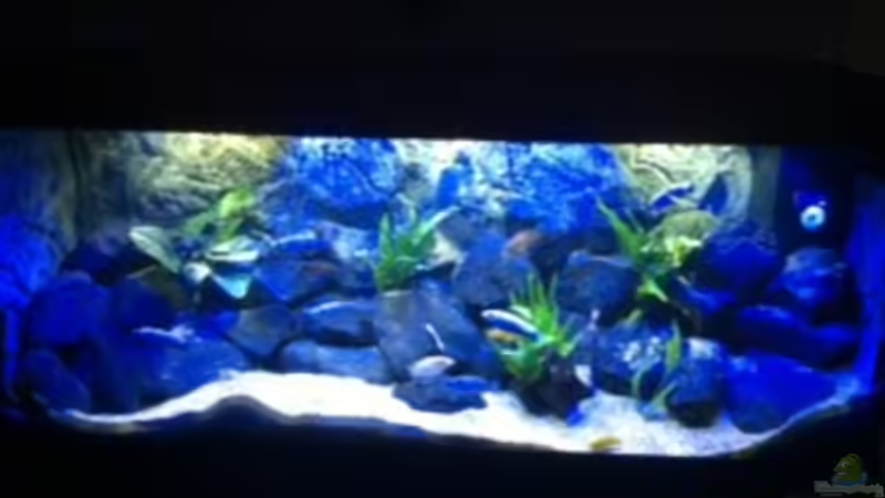 Aquarium Hauptansicht von MALAWI TANK