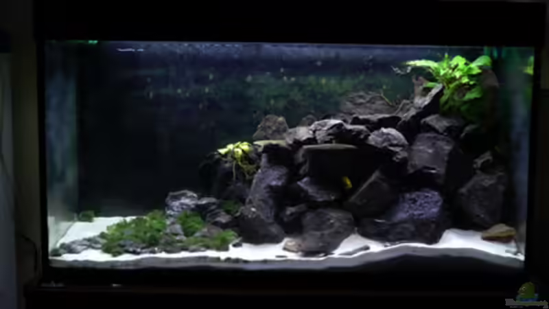 Aquarium Hauptansicht von Malawi