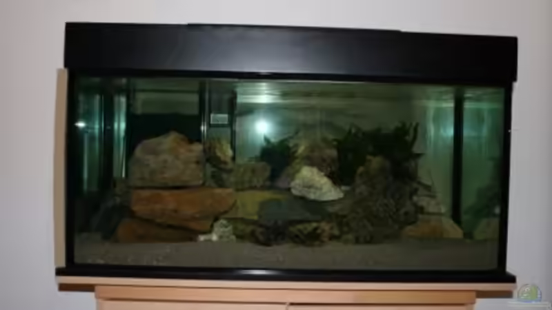 Aquarium Hauptansicht von Malawi