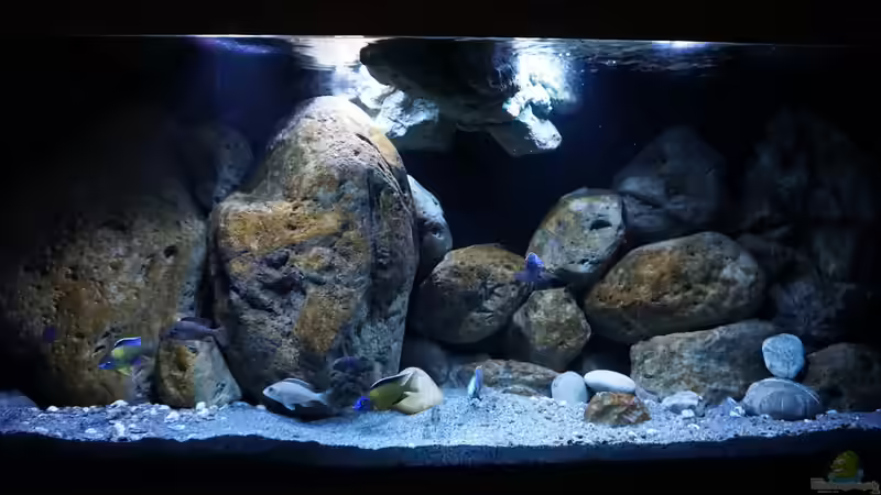 Aquarium Hauptansicht von Malawi