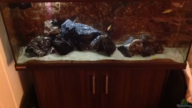 Aquarium Hauptansicht von Malawi