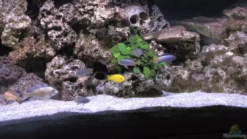 Aquarium Hauptansicht von Malawi