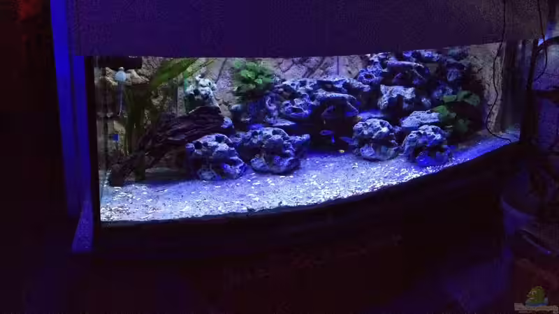Aquarium Hauptansicht von Malawi