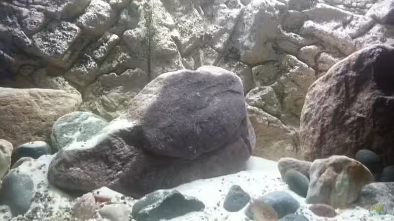 Aquarium Hauptansicht von MALAWI
