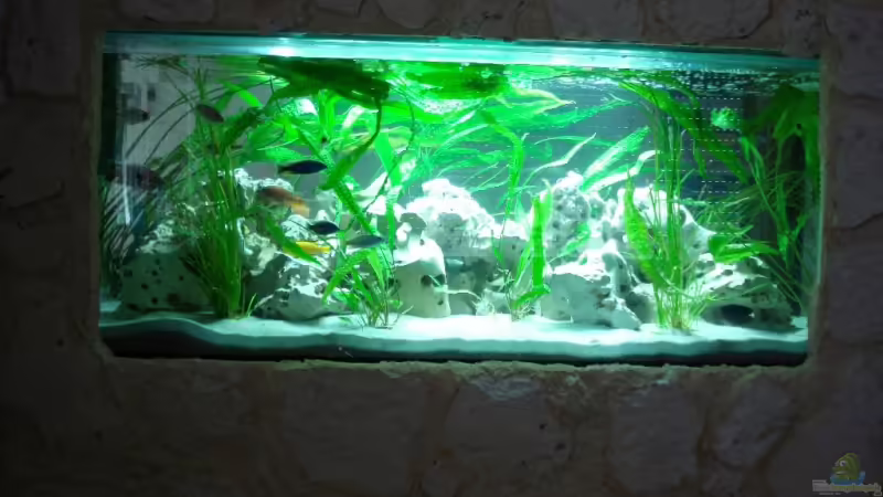 Aquarium Hauptansicht von Malawi