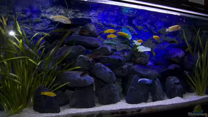 Aquarium Hauptansicht von Malawibecken 300L