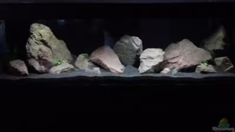 Aquarium Hauptansicht von Malawibecken