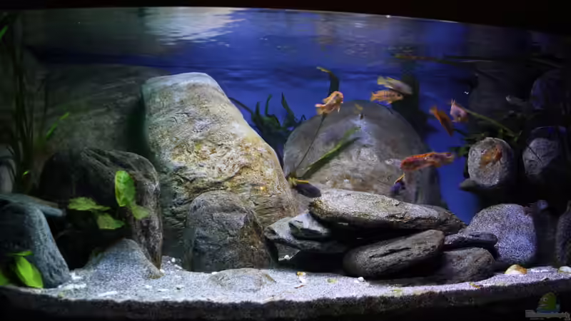 Aquarium Hauptansicht von Malawibecken